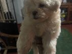 Toddler Puppy