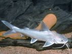 Papua Salmon Catfish