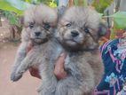Lion Pomeranian Puppies