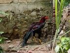 Rooster