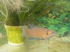 Paradise Breeding Pair