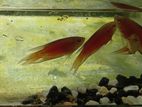 paradise fish
