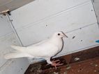 Parai Pigeons