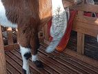 Farm Goat