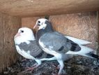Pigeons