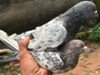 Pigeons