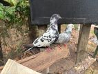 Pigeons