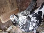 Pigeon