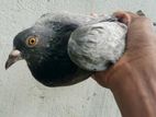 Pigeons