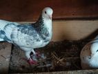 Pigeons