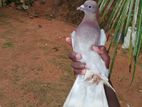 Pigeon