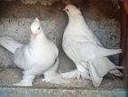 Paraviya (Pigeons)