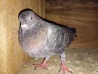 Pigeon
