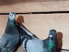 Pigeons