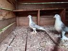 Pigeons