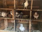Pigeons