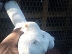 Pigeon