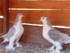 Pigeons