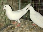Pigeons