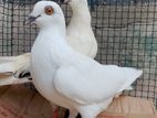 Pigeon