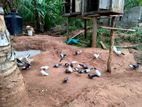 Pigeons