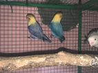 Parblue Love Birds