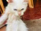 Persian Cat