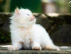 Persian Cat