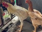 Parret Breed Rooster