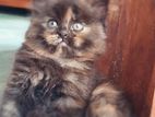Parisian Cat