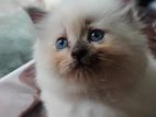Parisian Cat
