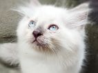 Perisian Cat