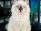 Persian Cat