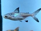 Paroon Shark Catfish