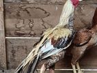 Paroot Beak Rooster