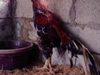 Paroot Beak Rooster