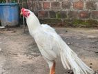 Paroot Beak Rooster
