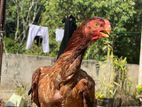 Paroot nose hen