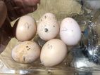 Parot Beak Eggs
