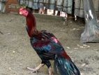 Parot Beak Long Tail Rooster pair