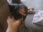 Parrot Beak Rooster