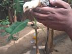 Parrat Beak chicks/ Kadanath