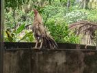 Parrot Beak Rooster