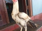 parret beak rooster