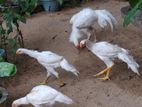 Parrot Nose Rooster