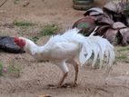 Parrot Beak Roosters