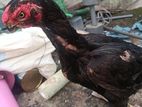 Parrot Beak Rooster