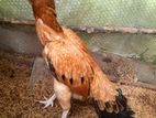 Parrot Beak and Long Tail Hen