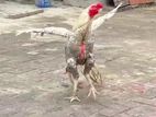 Parrot Beak Rooster