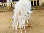 Parrot Beak Aseel Rooster